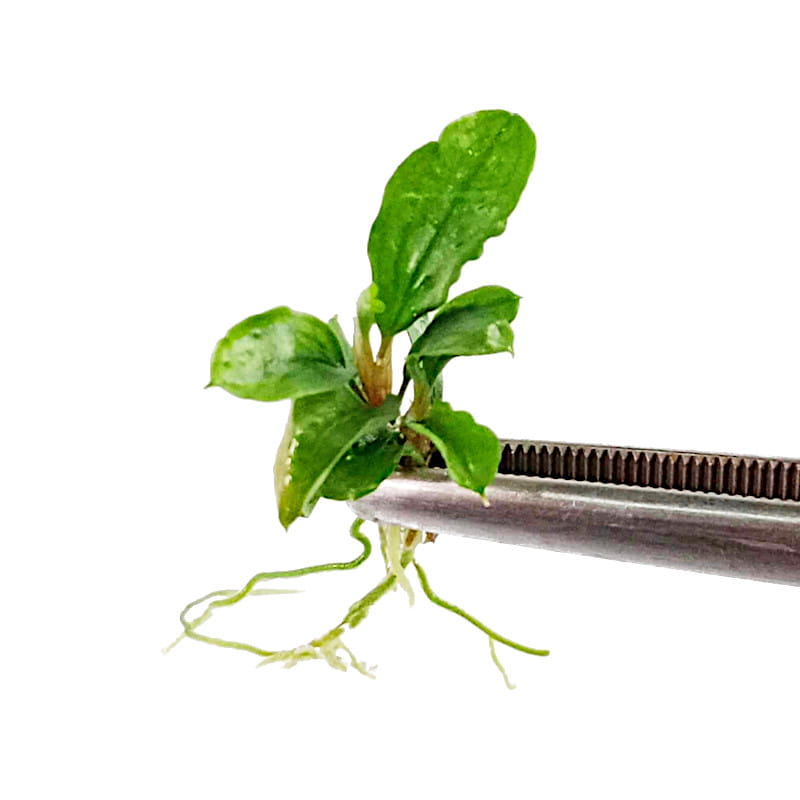 Bucephalandra sp. 'Wave leaf' in vitro porcja sadzonka